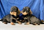Teckel pups, Dieren en Toebehoren, Honden | Teckels en Dashonden, Nederland, CDV (hondenziekte), 8 tot 15 weken, Dwerg