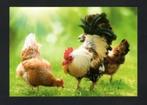 Kippen Hen Haan Ansichtkaart., Ophalen of Verzenden, 1980 tot heden, Ongelopen, Vogel