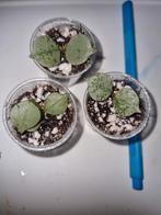 Hoya curtisii silver, Ophalen of Verzenden, Halfschaduw, Minder dan 100 cm