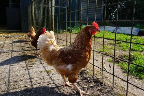 Kippen Bruine Barnevelders, Dieren en Toebehoren, Pluimvee, Kip, Vrouwelijk