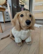 GEZOCHT langharige dwergteckel puppy, Dieren en Toebehoren, Honden | Teckels en Dashonden, 8 tot 15 weken, Geslacht onbekend, Langhaar