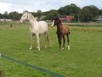 Perlino warmbloed fokmerrie, cremello twenter. AES, Merrie