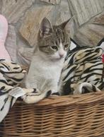 SOCIAAL MOOI KATERTJE LOETJE WIL GRAAG VERSTOPPERTJE SPELEN, Kater, Kortharig, 0 tot 2 jaar