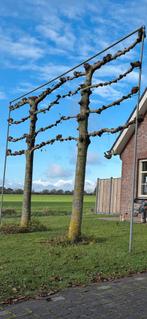 Frame voor Leilinde boom, Tuin en Terras, Ophalen, IJzer