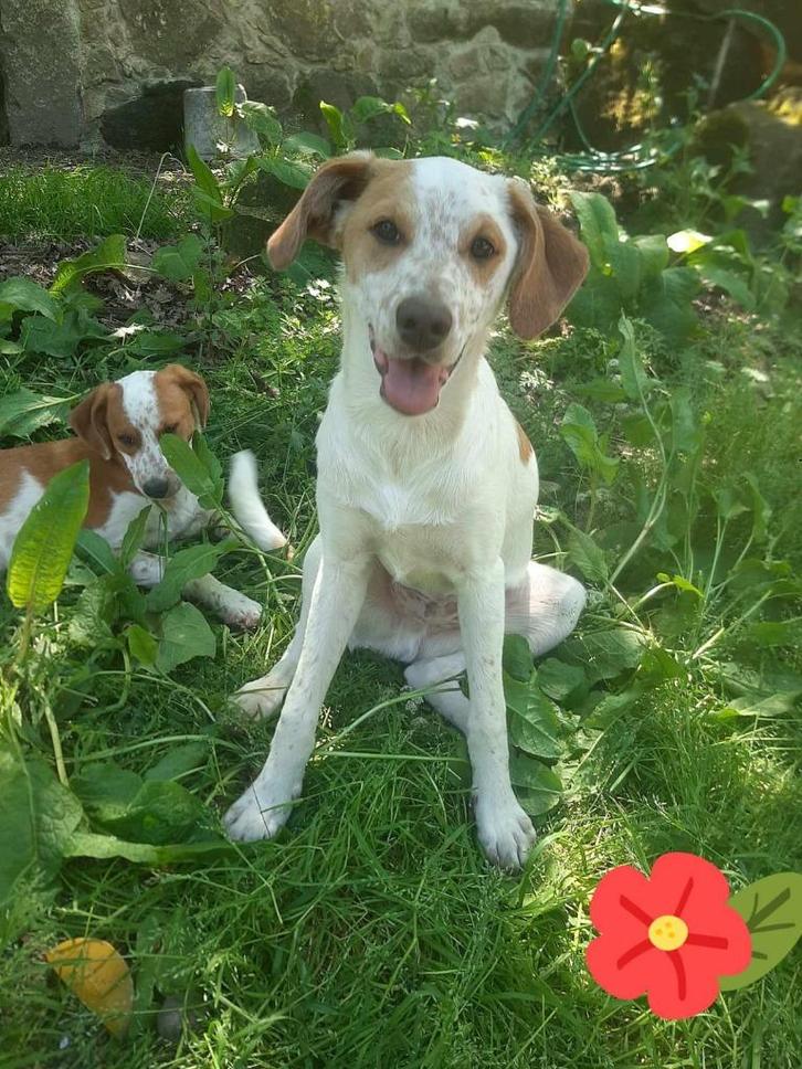 Waar mag deze jonge man Athos komen wonen?, Dieren en Toebehoren, Honden | Niet-rashonden, Middel, Reu, Particulier, Eén hond