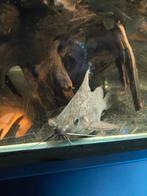 Mooie Synodontis Eupterus 20+ cm, Dieren en Toebehoren, Vissen | Aquariumvissen, Vis