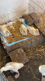 5 witte jonge loopeenden, Geslacht onbekend, Eend