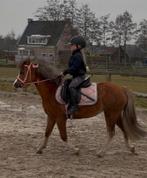 De allerliefste kinder knuffel pony! Lady luna❤️, Dieren en Toebehoren, Pony's, Niet van toepassing, A pony (tot 1.17m), 3 tot 6 jaar
