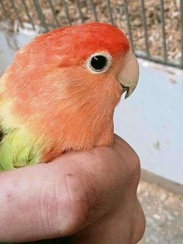 Prachtige jonge agapornis roseicollie opaline rood  beschikbaar voor biedingen