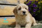 Tibetaanse terrier x labradoodle pups, medium., Dieren en Toebehoren, Nederland, Overige rassen, 8 tot 15 weken, CDV (hondenziekte)