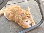 Nog 2 prachtige Maincoon kittens, Meerdere dieren, Gechipt