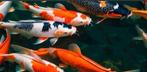 Koi te koop gevraagd, Dieren en Toebehoren, Karper of Koi