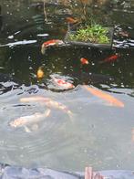 Graskarpers koikarpers goudwindes goudvissen, Dieren en Toebehoren, Karper of Koi