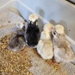 Kuifhoen kriel kuikens geboren 27 juli, Dieren en Toebehoren, Pluimvee, Geslacht onbekend, Kip