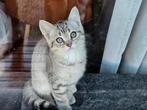 Britse Korthaar Silver Tabby, Dieren en Toebehoren, Katten en Kittens | Raskatten | Korthaar, Kater, Ontwormd
