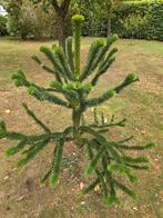 Araucaria araucana - Slangeden 150cm, Ophalen, Volle zon, Overige soorten, 100 tot 250 cm