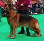 GEZOCHT: Langharige Duitse herder nest/pup teef, Dieren en Toebehoren, Nederland, Rabiës (hondsdolheid), 8 tot 15 weken, Teef