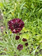 Korenbloem black ball, Tuin en Terras, Ophalen of Verzenden, Volle zon