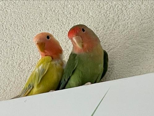 Dwergpapegaai Agapornis Fischerie Roseicolle Personata, Dieren en Toebehoren, Vogels | Parkieten en Papegaaien, Dwergpapegaai of Agapornis