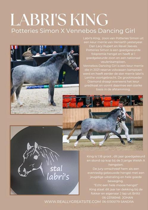 Welsh A Labri's King  ter dekking, Dieren en Toebehoren, Paarden en Pony's | Dekhengsten en Fokmerries, Hengst