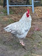 Heel vriendelijke haan, niet agressief, Dieren en Toebehoren, Pluimvee, Mannelijk, Kip