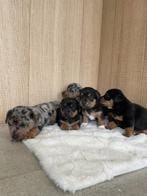 Jack russel pup black and tan, België, Particulier, Jack Russell Terriër, 8 tot 15 weken