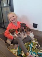 Jack russell reutjes, Dieren en Toebehoren, Honden | Jack Russells en Terriërs, België, Particulier, Jack Russell Terriër, Reu