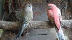 Koppel bourkes, bourke parkieten, Dieren en Toebehoren, Meerdere dieren, Parkiet