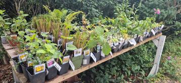 Biologisch opgekweekte plantjes  beschikbaar voor biedingen
