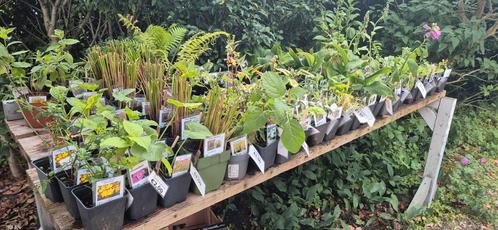Biologisch opgekweekte plantjes, Tuin en Terras, Planten | Tuinplanten, Overige soorten, Volle zon, Zomer, Ophalen