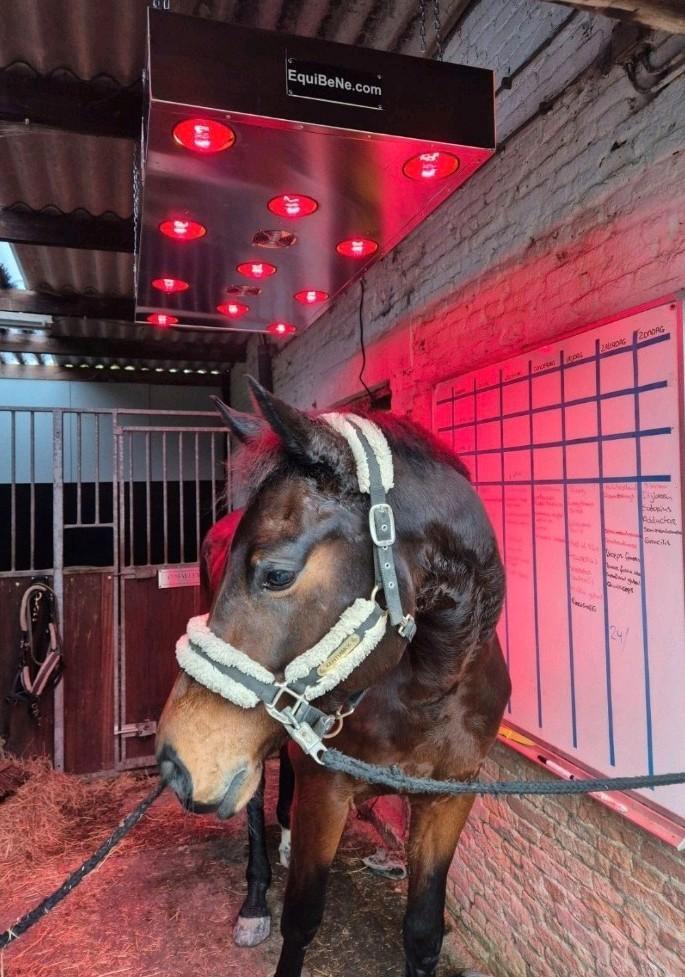 Nieuw Infrarood Paarden Solarium, Dieren en Toebehoren, Paarden en Pony's | Verzorgingsproducten, Nieuw, Ophalen of Verzenden