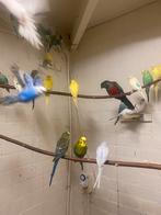 Mooie pyrrhura perlata rood buik pop, Dieren en Toebehoren, Vrouwelijk, Parkiet