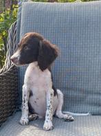 Hele mooie HEIDEWACHTEL pups, Nederland, Overige rassen, CDV (hondenziekte), 8 tot 15 weken