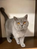Britse korthaar kater, Kater, Gechipt, 0 tot 2 jaar