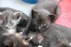 Super lieve, aanhankelijke kittens zoeken een nieuw huisje!, Dieren en Toebehoren, Katten en Kittens | Overige Katten, Meerdere dieren