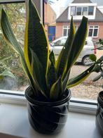 Sansevieria in pot, Tuin en Terras, Planten | Tuinplanten, Vaste plant, Bloeit niet, Halfschaduw, Ophalen