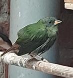Driekleurenpapegaaiamadine jongen, Dieren en Toebehoren, Vogels | Overige Vogels, Meerdere dieren, Tropenvogel