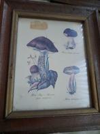 3 Paddenstoelen schilderijtjes, Ophalen of Verzenden