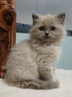 Super leuke Brits Korthaar x Ragdoll kittens beschikbaar, Dieren en Toebehoren, Meerdere dieren, Gechipt, 0 tot 2 jaar