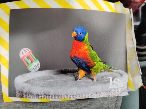 Tamme lori van de blauwe bergen, tam, 2016, Dieren en Toebehoren, Vogels | Parkieten en Papegaaien, Papegaai, Vrouwelijk, Tam