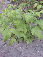 Zwarte zomerframbozen stekken, Tuin en Terras, Planten | Tuinplanten, Ophalen, Volle zon, Tweejarig, Zomer
