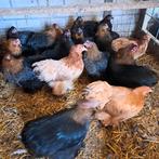 Jonge cochin kriel hennen, Dieren en Toebehoren, Pluimvee, Vrouwelijk, Kip