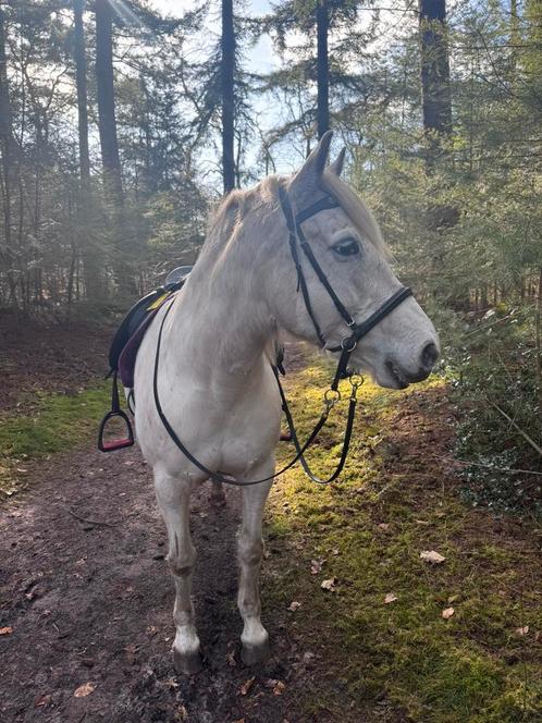 bijrijder/leaser gezocht (nog op zoek), Dieren en Toebehoren, Stalling en Weidegang