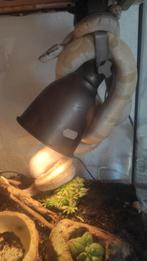 Konnigspython, Dieren en Toebehoren, Reptielen en Amfibieën, Slang, 0 tot 2 jaar