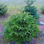 Partij Nordman kerstbomen Nordmann., Tuin en Terras, Ophalen, Overige soorten, Volle zon