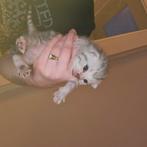 Britse korthaar kittens, Dieren en Toebehoren, Ophalen, Nieuw