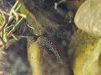 Sewellia lineolata 4x, Dieren en Toebehoren, Vis