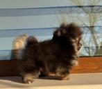 Mini Pomeriaan, Dieren en Toebehoren, Rabiës (hondsdolheid), 8 tot 15 weken, Buitenland, Eén hond