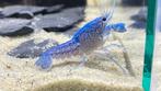 Blauwe florida kreeft, Dieren en Toebehoren, Kreeft, Krab of Garnaal