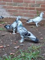 Kelebek, Dieren en Toebehoren, Meerdere dieren, Postduif